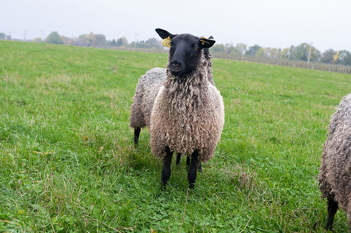 Fotograf Torbjörn Helgesson
